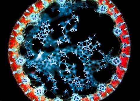 Olympus Bioscapes Winners Find Art In Microscopic Life Artofit