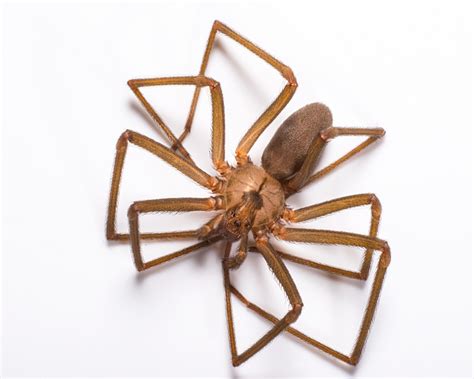 East Tennessee Spiders The Brown Recluse Johnson Pest Control