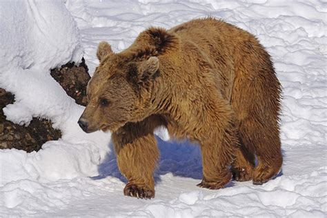Free Images Wildlife Mammal Fauna Brown Bear Vertebrate Nature