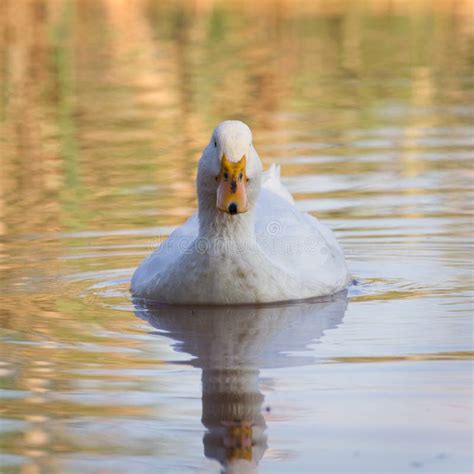 Swimmming White Domesticated Duck In Nature Stock Photo Image Of
