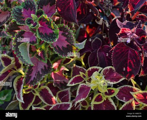 Coleus Blumei Hi Res Stock Photography And Images Alamy