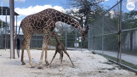 Adorable Baby Giraffe Wobbles Through First Steps Minutes After Being