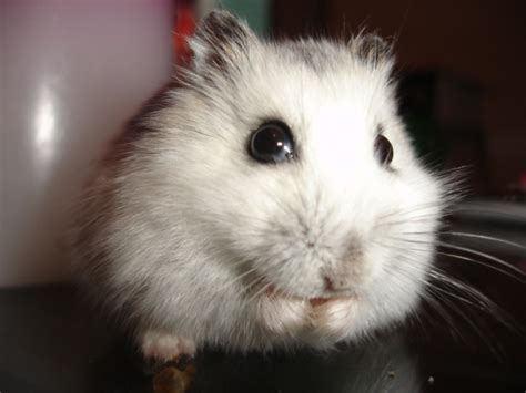 Russian Dwarf Hamster Flickr Photo Sharing