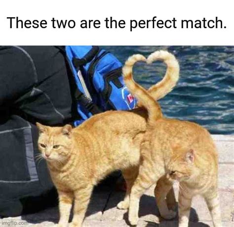 The Two Cats As A Couple With Their Tails Forming A Heart Imgflip