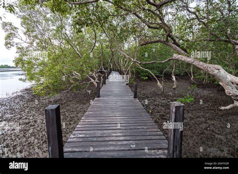 Wooden Bridge At Tung Prong Thonggolden Mangrove Fieldpra Sae Rayong