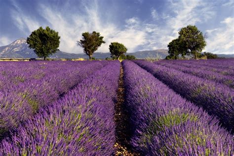 Lavender Fields Tuscany Italy Lavender Fields France Lavender