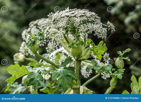 Heracleum Sosnowskyi Or Sosnowsky S Hogweed Stock Photo Image Of