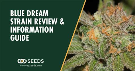 Blue Dream Strain Ultimate Strain Review And Information Guide