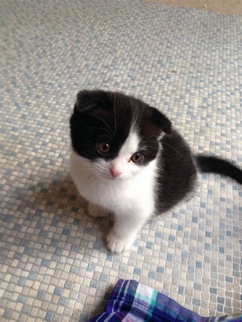 Scottish Fold Kitten Black And White With Folded E