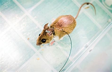À terme, la commune compte placer ces panneaux à … lire plus La maladie de Lyme s'étend au Québec | Le Devoir