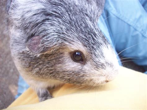 Gray Silver Agouti Guinea Pig By Cluteplayer On Deviantart