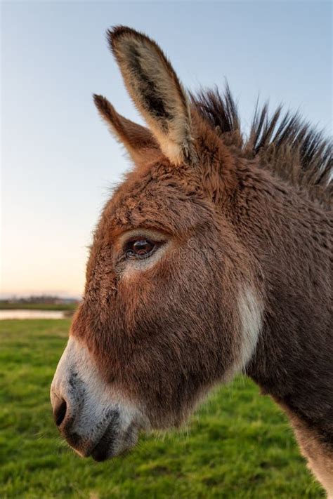 A Color Donkey Portrait At Sunset California Usa Stock Image Image