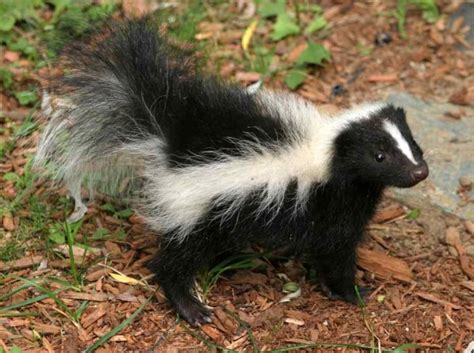 They May Stink But Baby Skunks Are Still Cute Baby Animal Zoo