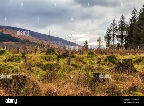 Galloway Forest Park Scotland Hi Res Stock Photography And Images Alamy