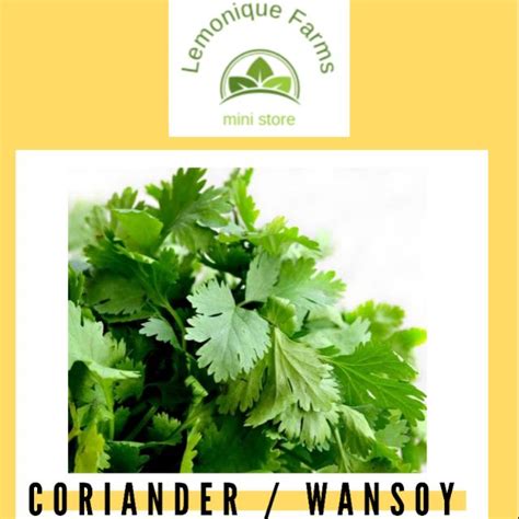 Not sure how to keep parsley? Coriander Cilantro Wansoy chinese parsley SEEDS | Shopee ...