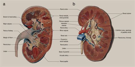 Anatomy Of The Kidney And Ureter Surgery Oxford International Edition