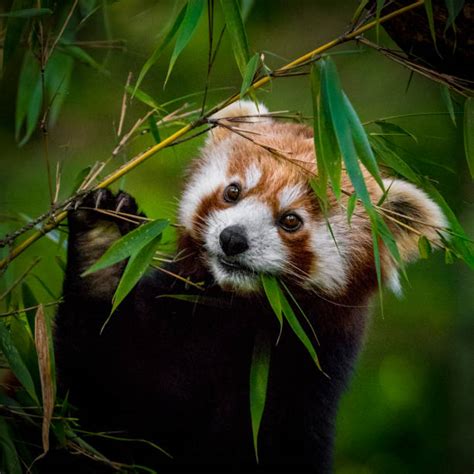 260 Red Panda Eating Bamboo Stock Photos Pictures And Royalty Free