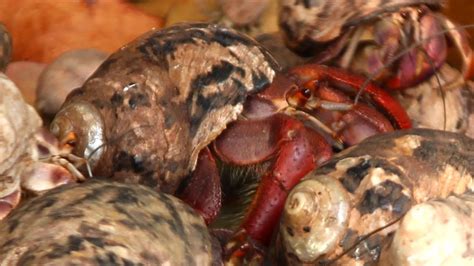 What do sea crabs eat? What Do Hermit Crabs Eat? - YouTube