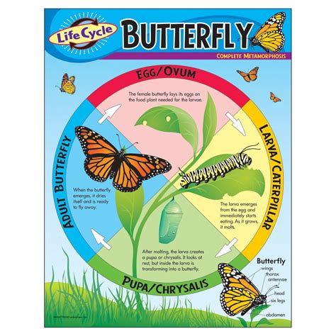 Chart Life Cycle Of A Butterfly Life Cycles Life Cycle Learning