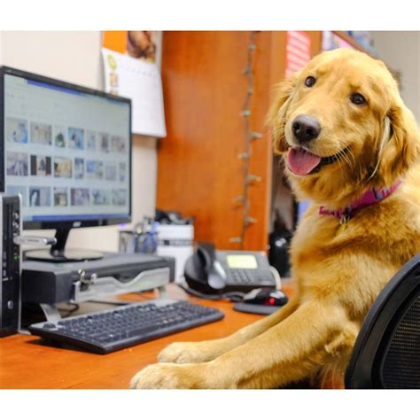 Office Petiquette For Take Your Dog To Work Day Yourhub