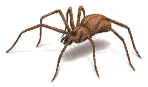 Female spiders are much larger than males, reaching up to 1.5 inches long. How to Keep Your Rover Safe from Spider Attacks