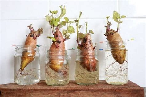Plants You Can Re Grow From Kitchen Scraps The Garden
