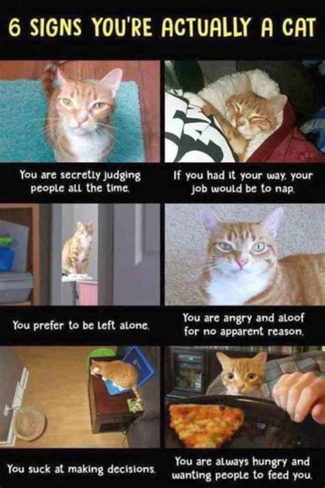 192,292 likes · 347 talking about this. 28 Hilarious and Funny cat memes that are cute clean laugh so hard