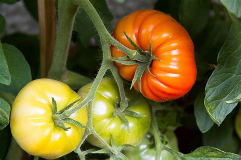 Tomato Beefsteak Marmande Vegetable Seeds Unwins Jacksons Nurseries