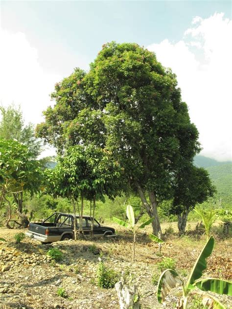 Our Philippine Trees The Future Of The Philippine Rai