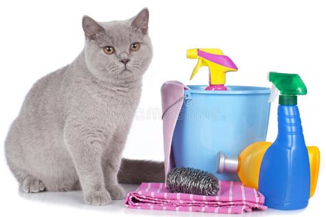 What Do Your Pets Want You To Know Spring Cleaning