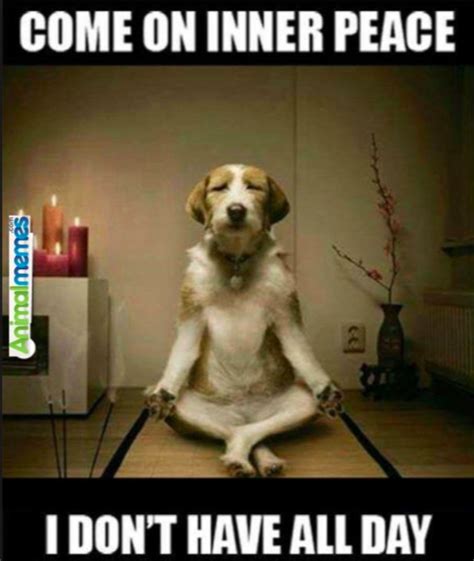 Mindfulness Meme Dogtraininganxiety Alles Gute Zum Geburtstag Humor