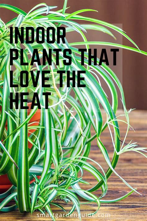 Most herbs thrive in typical garden soil, as long as it has good drainage. Indoor plants for south facing rooms. Houseplants that ...