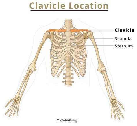 Clavicle Collarbone Location Anatomy And Labeled Diagram