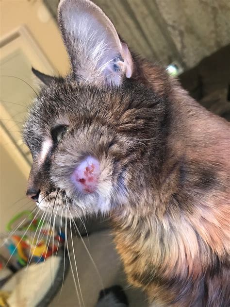 Indoor Cat Swollen Cheek Vet