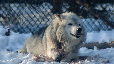 Arctic Wolf Grizzly And Wolf Discovery Center 2019 12 22 Imgp7956