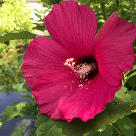 Lewis Ginter Botanical Garden — Simple Beauty Of The Hardy Hibiscus