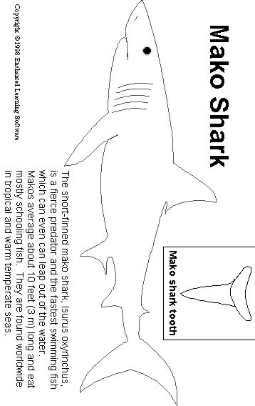 Mako Shark Print-out | Mako shark, Shark facts, Shark activities