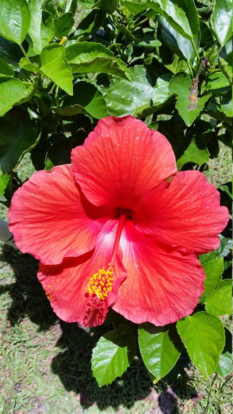 1 Large Hibiscus President Red Bush Tropical Live Plant In Plastic Pot