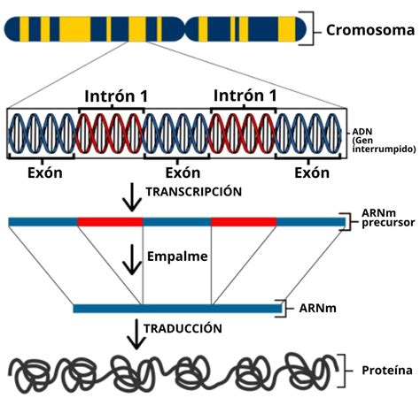 Transcripción del ADN qué es proceso en eucariotas y en procariotas