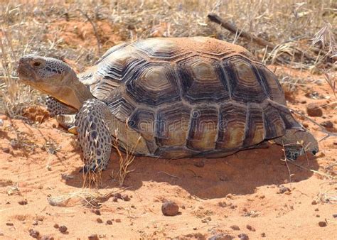 Desert Tortoise Gopherus Agassizii A Large Threatened Desert Tortoise
