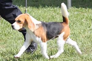 Beagle Breed Information Beagle Images Beagle Dog Breed Info