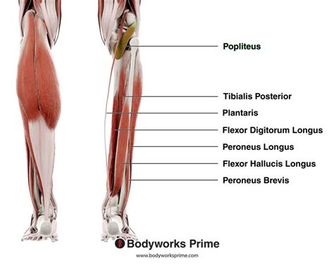 Popliteus Muscle Anatomy Bodyworks Prime