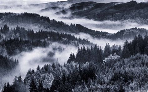 Foggy Forest Wallpaper 4k Black And White Aesthetic Foggy Forest