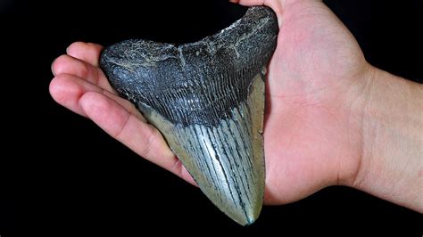 North Carolina Girl Finds Megalodon Shark Tooth Buried On Beach Is This A Dream Good Of