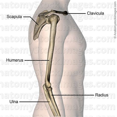 Anatomy Stock Images Upper Arm Bones Scapula Shoulder Blade Joint
