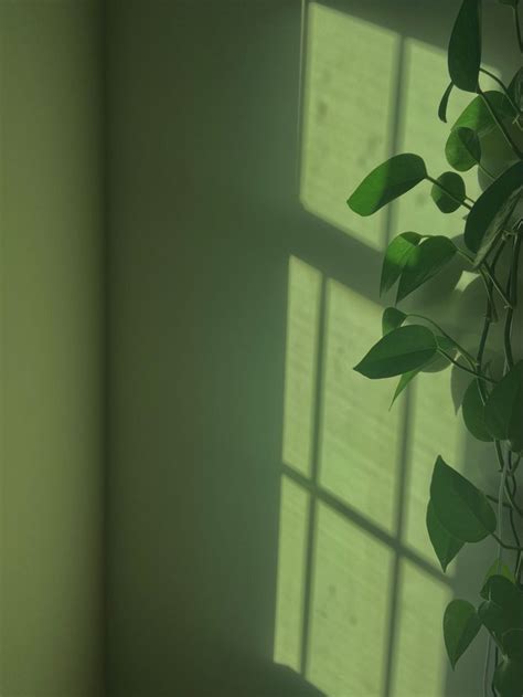 Verde Aesthetic 💚 In 2021 Green Aesthetic Sage Green Wallpaper Dark