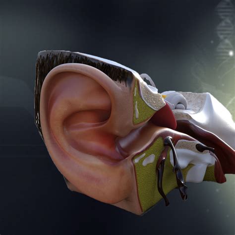 Human Ear Anatomy 3d Model Cgtrader