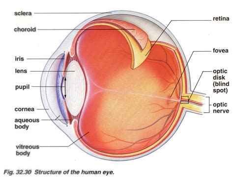 Brain Post How Big Is Your Blind Spot Snowbrains Human Eye