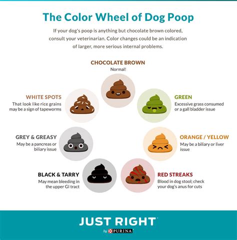 Just Right By Purina Gives The Scoop On Your Dogs Poop