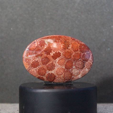 Fossil Coral Cabochon Etsy